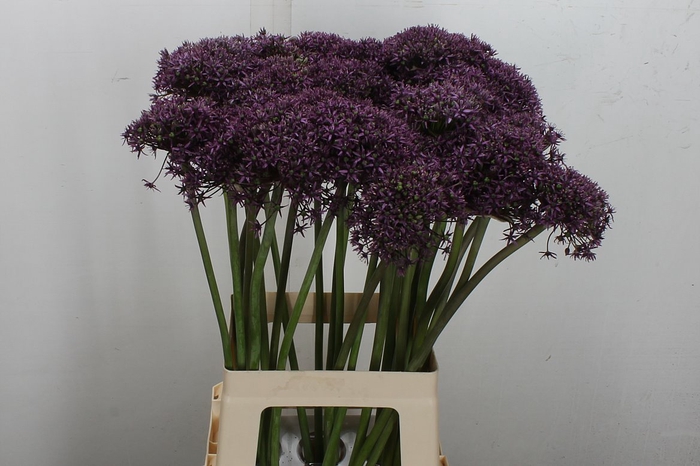 <h4>Allium Miami</h4>