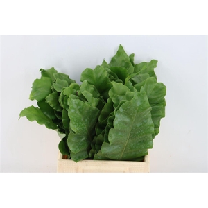 Banana Fern 45cm