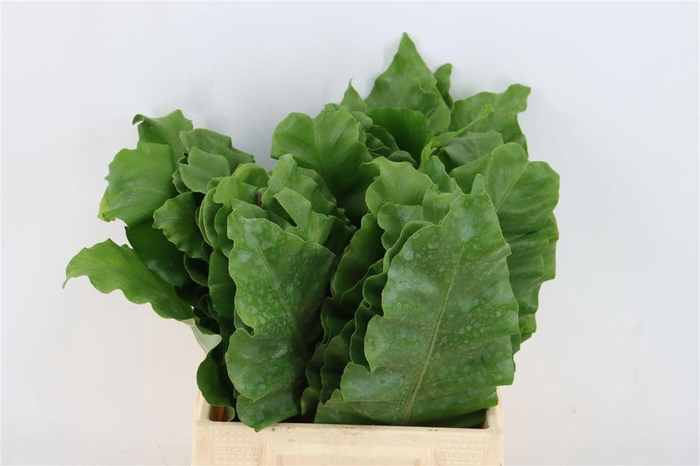 <h4>Banana Fern 45cm</h4>