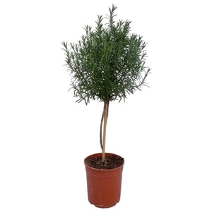Rosmarinus officinalis overig