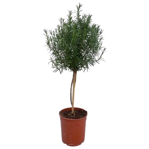 <h4>Rosmarinus officinalis overig</h4>