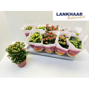 KAL GE PERF GEM 5 KL