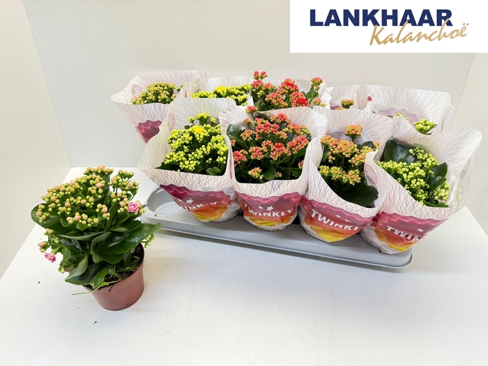 <h4>KAL GE PERF GEM 5 KL</h4>