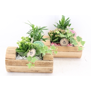 arr2 PL - Hout ton liggend x6 - roze/wit