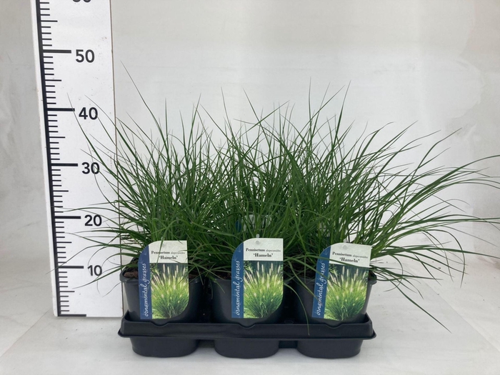 <h4>Pennisetum alopecuroides Hameln</h4>