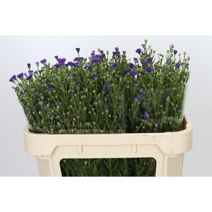 Aster Casamare