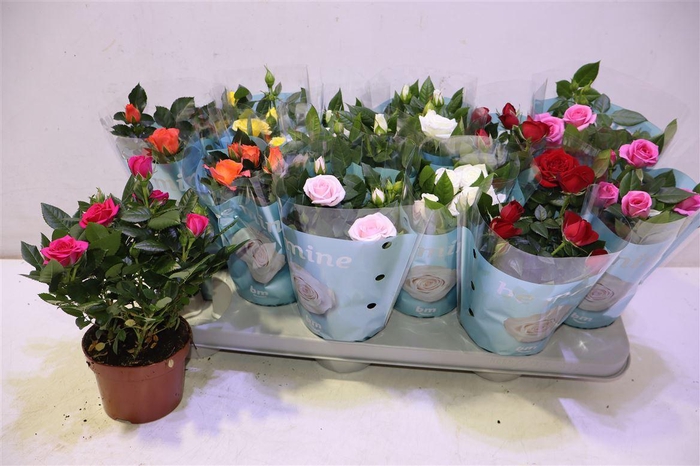 <h4>arr8 Ro B Monde Gem</h4>