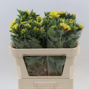Helianthus Marley