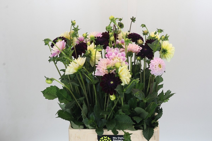 Dahlia Mix In Bos