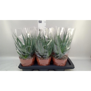 Aloe arborescens
