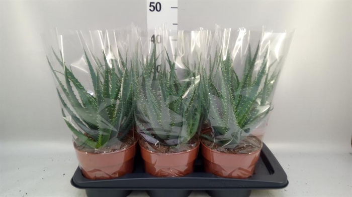 <h4>Aloe arborescens</h4>