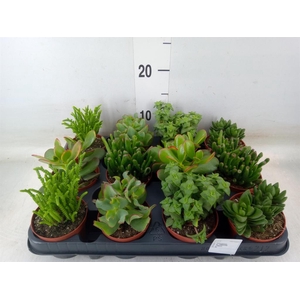 Crassula   ...mix