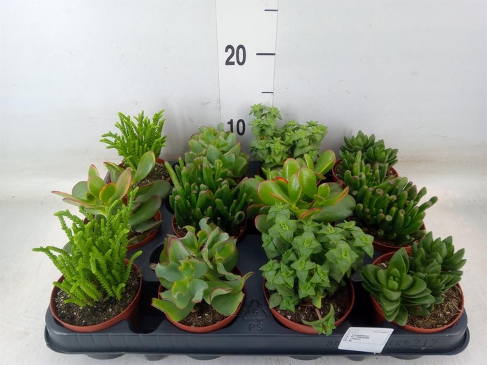 <h4>Crassula   ...mix</h4>