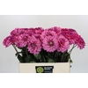 Dahlia Annamarie