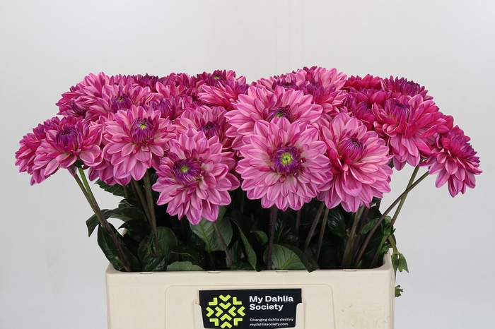 <h4>Dahlia Annamarie</h4>