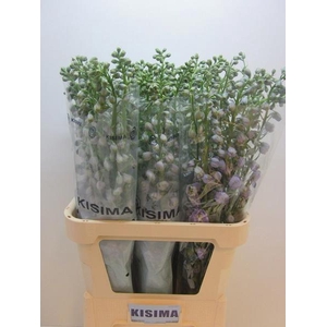 Delph Magical Lavender Kisima