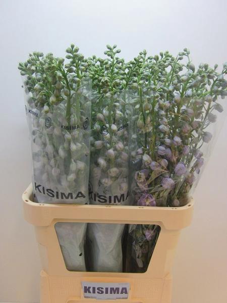<h4>Delph Magical Lavender Kisima</h4>