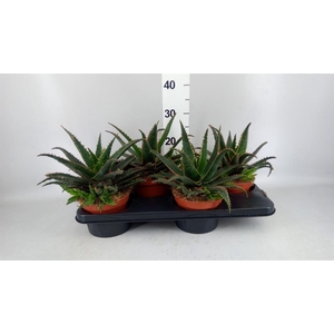 Aloe   ...