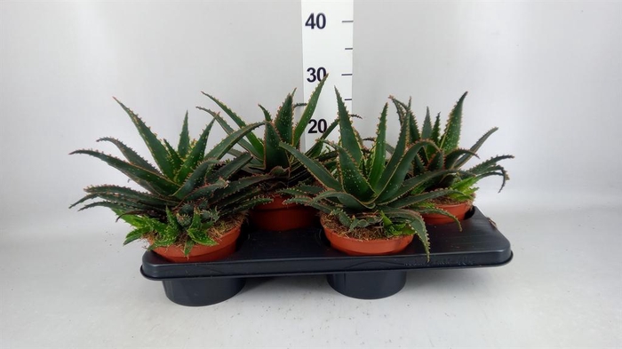 <h4>Aloe   ...</h4>