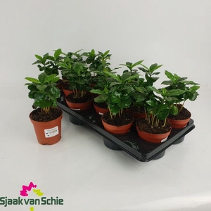 Schefflera Arboricola 9,5Ø 20cm 1pp