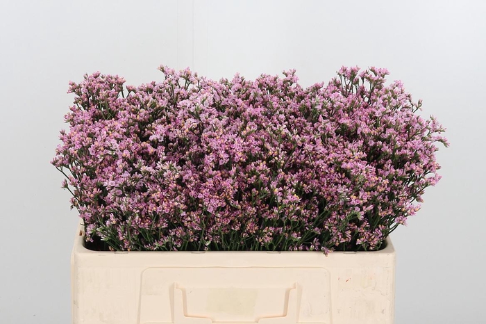 <h4>Lim Sin Blush Dia</h4>