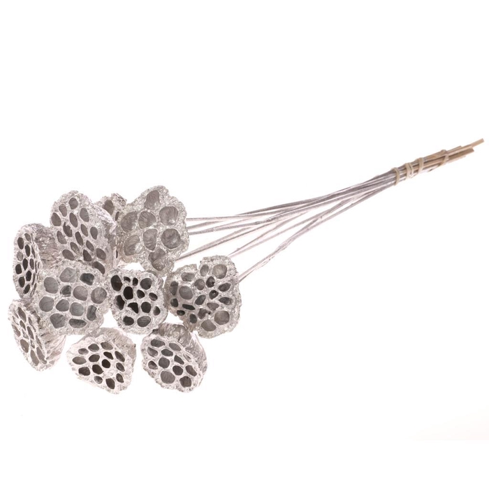 <h4>Lotus O/s Silver</h4>