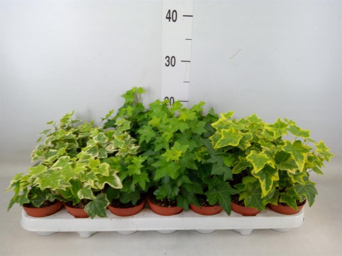 <h4>Hedera ...mix</h4>