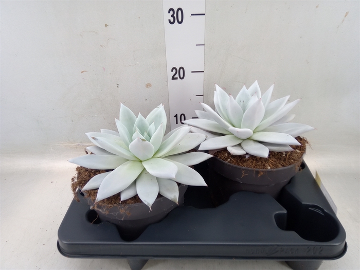 <h4>Echeveria  'Mexican Giant'</h4>