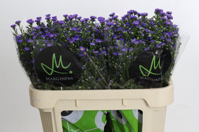 Aster Teeny Tiny Blue