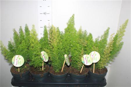 <h4>Aspar D Myers</h4>