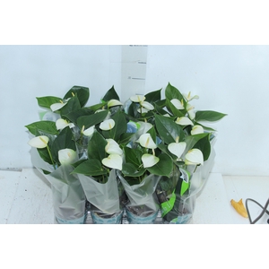 ANTHURIUM VARIADO P09