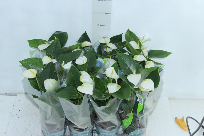 <h4>ANTHURIUM VARIADO P09</h4>