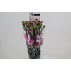 CRAVO SPRAY MISS SASSY 070 CM