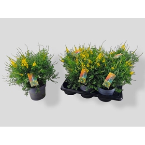 GENISTA X SP