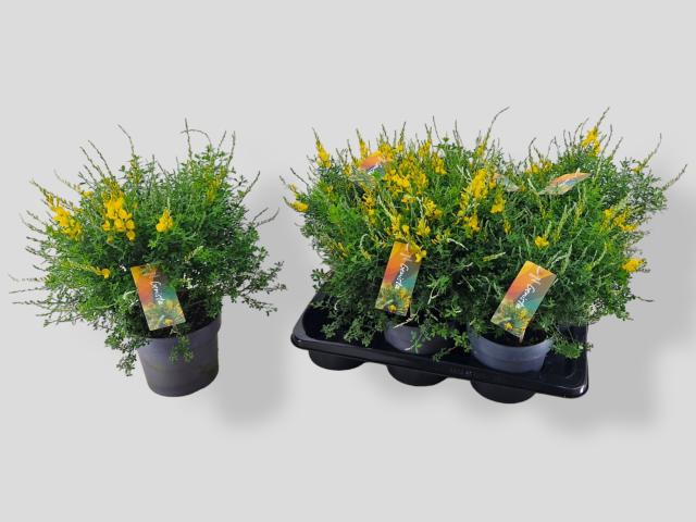 GENISTA X SP