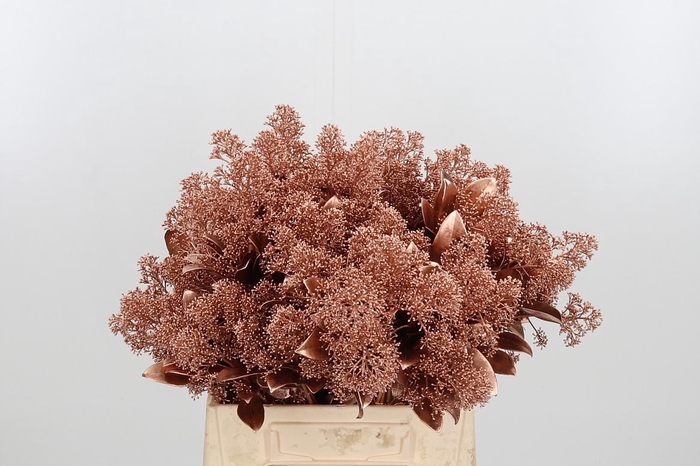 <h4>Skimmia Kl Bh Koper</h4>