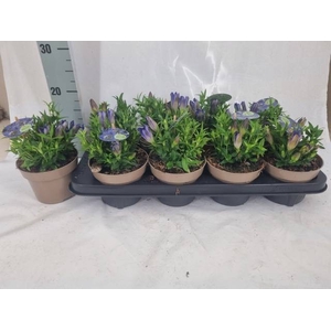 GENT R D BLUE HEART