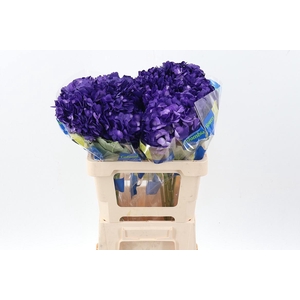 Hydr Violetta Tinted Sel