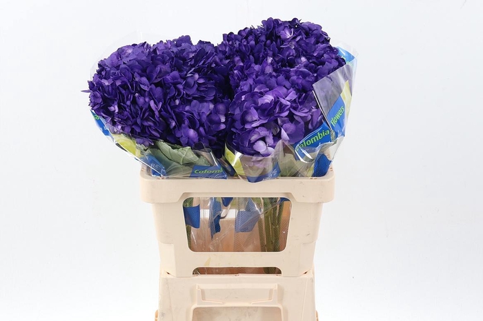 <h4>Hydr Violetta Tinted Sel</h4>
