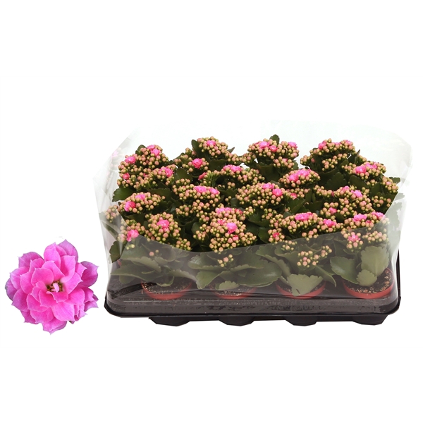 <h4>Kalanchoe Rosalina 07cm Don Nando roze, Trayfolie</h4>