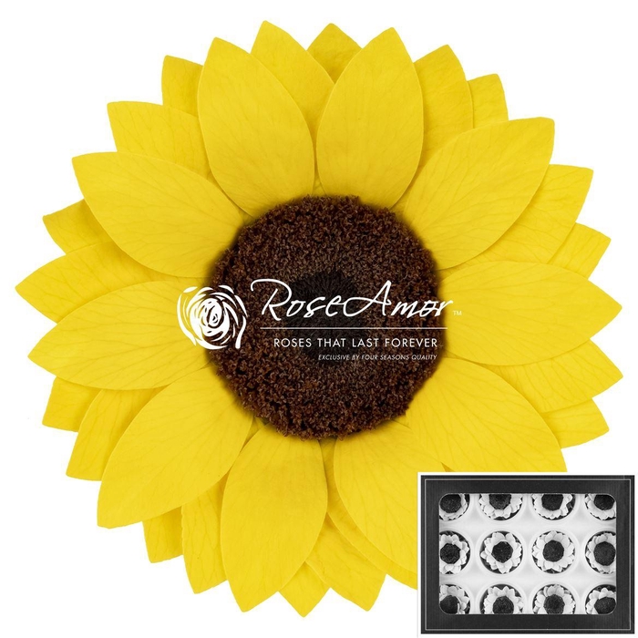 <h4>Sunflower S Yel02</h4>