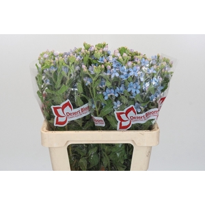 OXY CO TAN PURE BLU