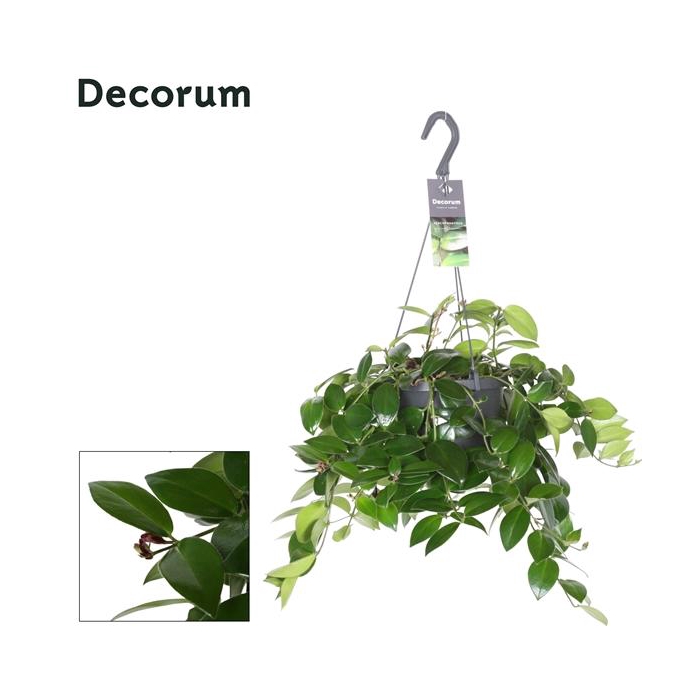 <h4>Aeschynanthus Mona Lisa - Zonder Bloem/No Flower</h4>