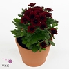CHRYS GARDEN RED P12