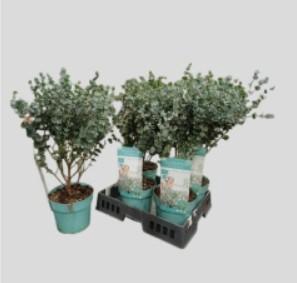 <h4>EUCAL GU AZURA</h4>