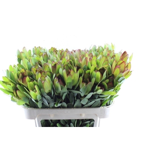 Leucad Saf Goldstrik