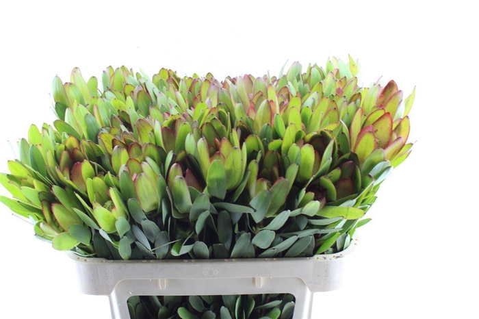 <h4>Leucad Saf Goldstrik</h4>