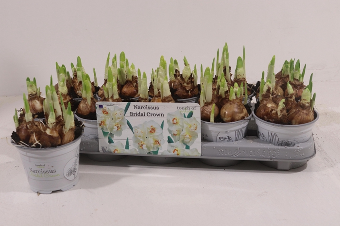 <h4>NARC D BRIDAL CROWN</h4>