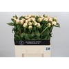 Paeonia Snow Mountain
