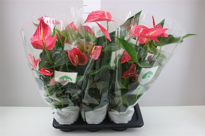 <h4>Anth An Maine 3+</h4>